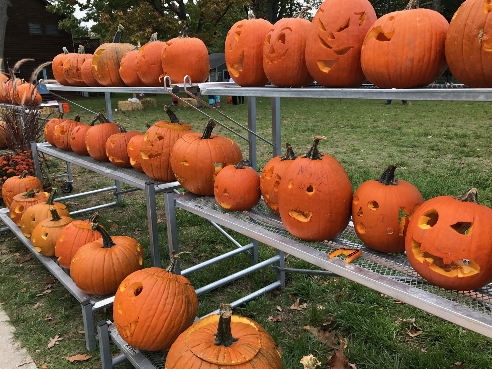 row-of-pumpkins