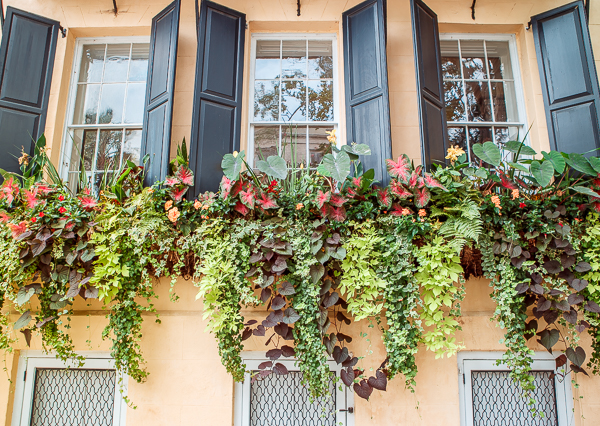 lush window boxes in Charleston