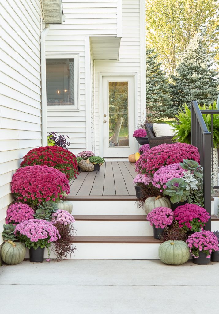 Brown and white deck with purple mums on the stairs