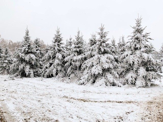 Michigan winter